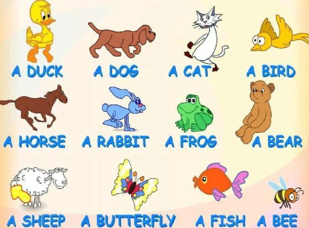 Vocabulary