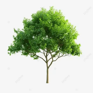 Tree + Day